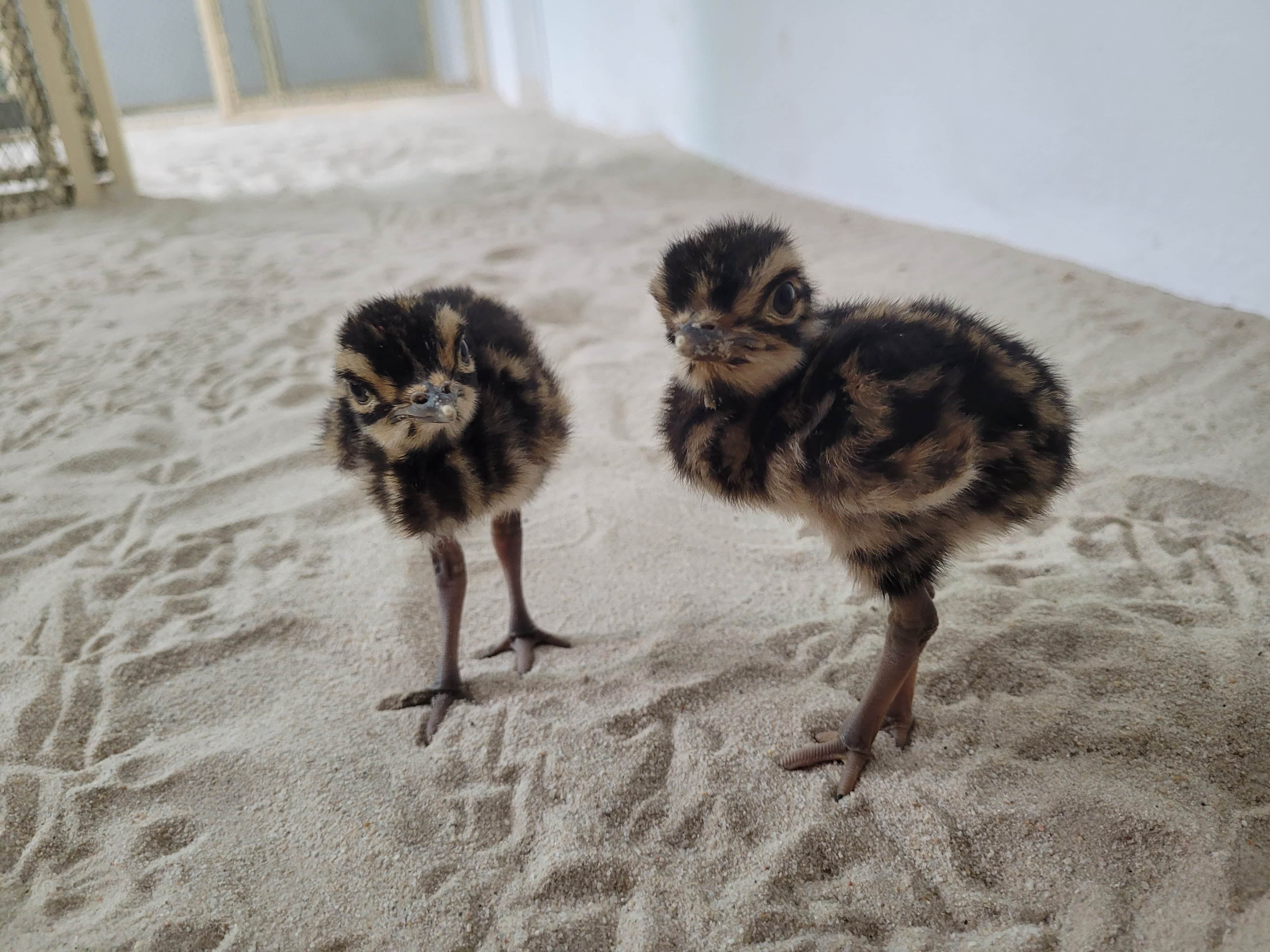 Two chicks standing facing the camera