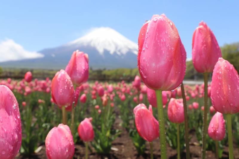 チューリップ(切り花) - 農作物 - 基本情報 - 2枚目の写真・イメージ