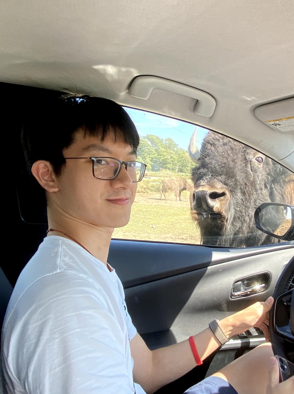 I am sitting in the driver's seat at the Olympic Game Farm in Seqium, Washington. Outside the window is a bison looking at the camera.