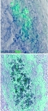 Secreted miR-203 mediates communication to form trigeminal ganglia