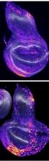 Wnt signaling modulates the DNA damage response via EGFR