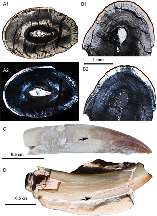 Fig 16