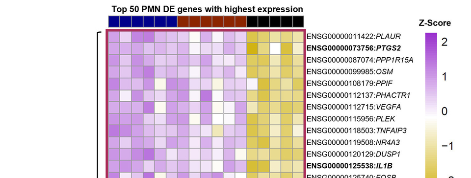 Dual species transcriptomics reveals conserved metabolic and immunologic processes in interactions between human neutrophils and Neisseria gonorrhoeae