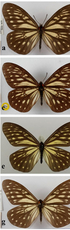 DNA barcodes from over-a-century-old type specimens shed light on the taxonomy of a group of rare butterflies (Lepidoptera: Nymphalidae: Calinaginae)