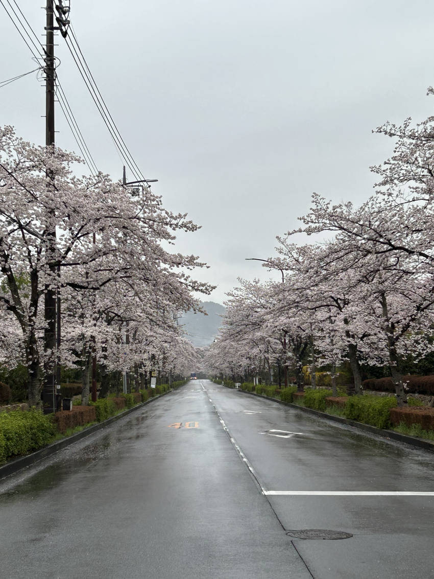 山手の住宅街を二分する公道 よ...