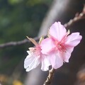 河津桜202411