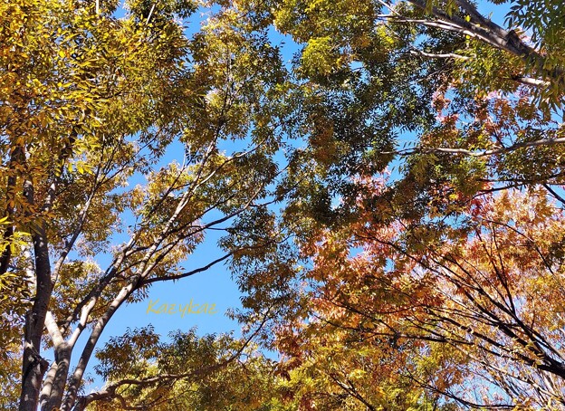 写真: 冬空