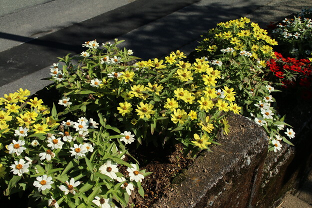 花壇の花_箱根 D5885