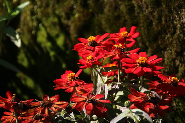 花壇の花_箱根 D5888