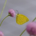 センニチコウにキチョウさん（1）