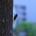 今年初　ミンミンゼミ