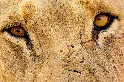 Image of lion's face