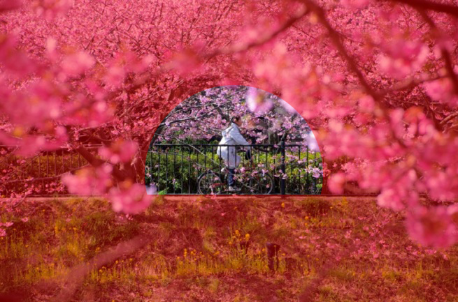 トンネル構図の例「桜の木と自転車」の解説