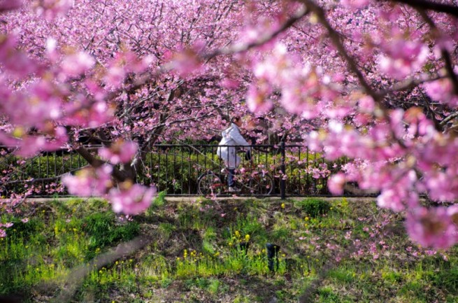 トンネル構図の例「桜の木と自転車」