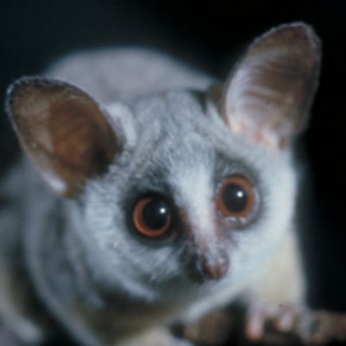 Galago Lishogi streamer picture