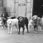 Carla Gugino, Sinbad, Michael Bell, Tisha Campbell, Ross Malinger, Stephen Tobolowsky, and Ralph Waite in Homeward Bound II: Lost in San Francisco (1996)