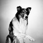 Lassie the Dog
