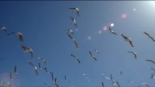 Flight Of The Storks (Portuguese/Brazil Trailer Subtitled)