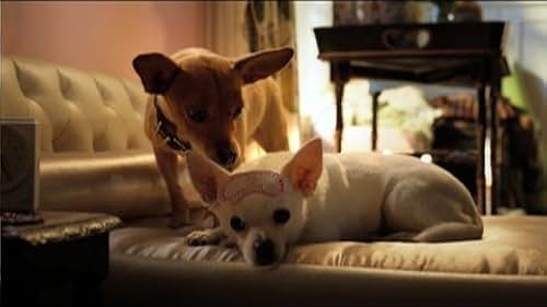 Beverly Hills Chihuahua 3