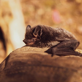 Lo strano collegamento tra il calo dei pipistrelli e l’aumento della mortalità infantile negli Stati Uniti