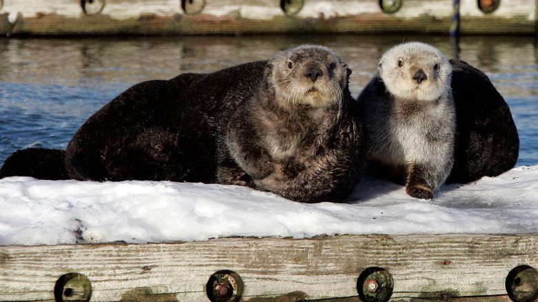 FILE-  In this Feb. 7, 2008 file photo, a couple of sea otters sit on a float in the Cordova, Alaska boat harbor. The U.S. Fish and Wildlife Service on Wednesday, Oct. 7, 2009 designated more than 5,800 square miles as critical habitat for sea otters in the Aleutian Islands, Bering Sea and Alaska Peninsula. (AP Photo/Al Grillo, File)