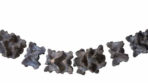 Life-like reconstruction of the vertebrae of Vasuki in dorsal (top) view. 