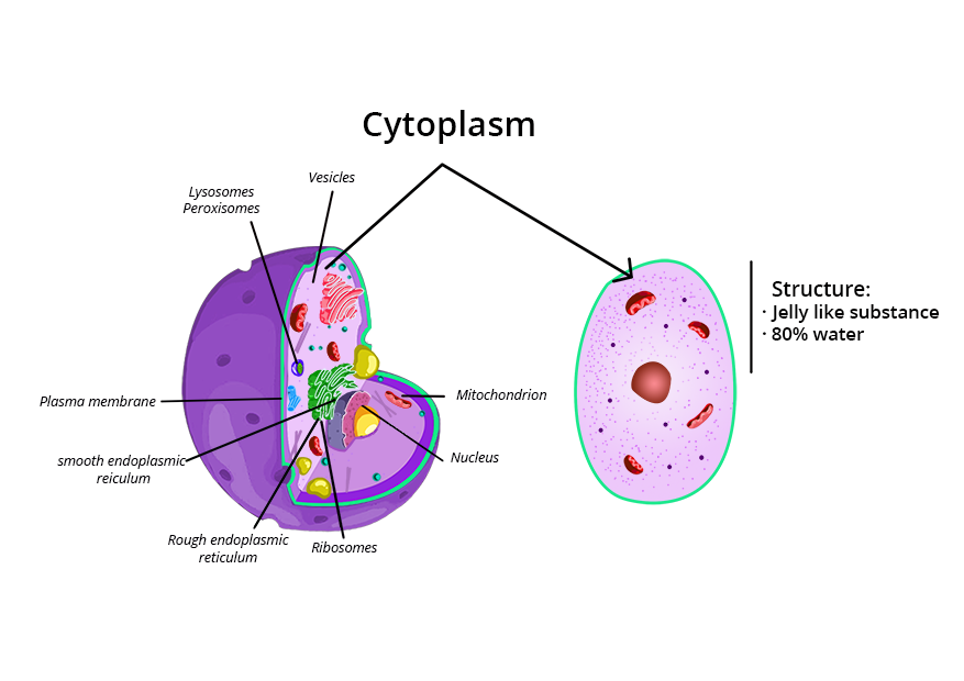 image3cytoplasm