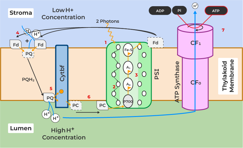 Reactions of Cyclic Photophosphorylation