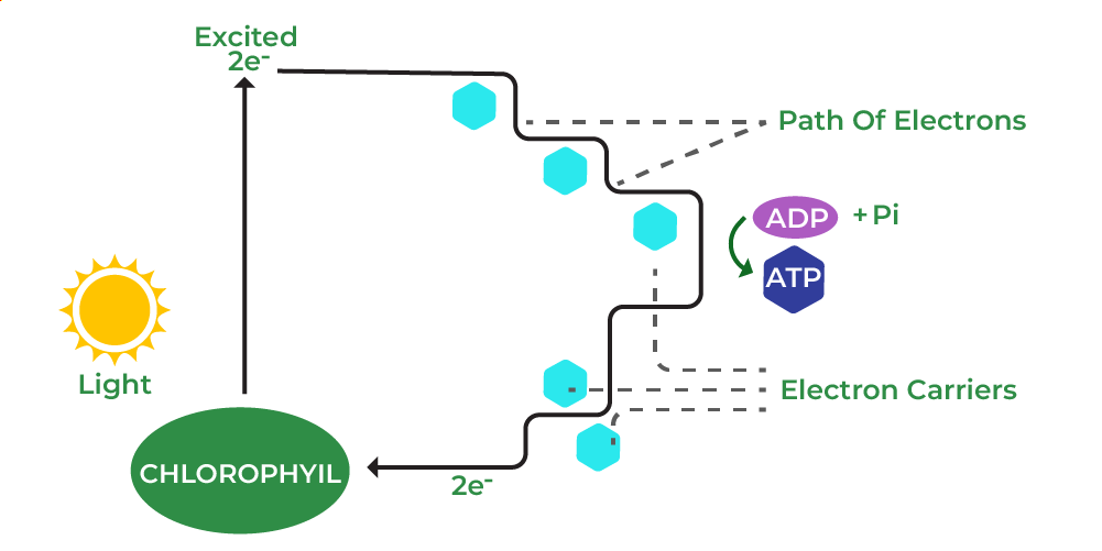 Cyclic Photophosphorylation