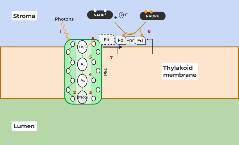 Reaction in photosystem I