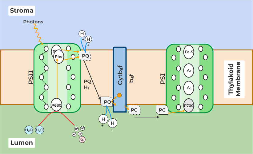 Reactions in photosystem II in non-cyclic photophosphorylation