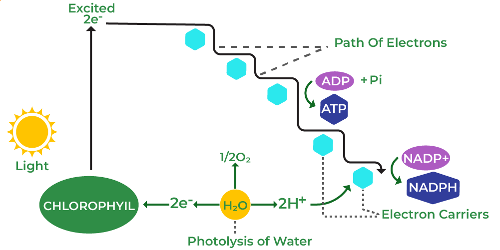 Non-Cyclic Photophosphorylation