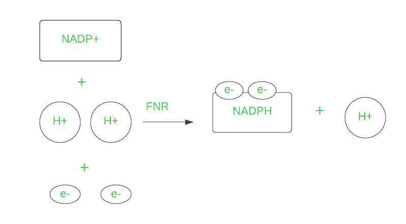 The activity of FNR (Ferredoxin NADP+ oxidoreductase)