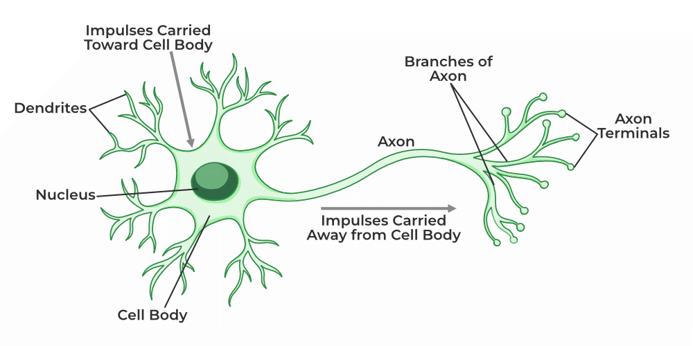 Structure of a biological neuron