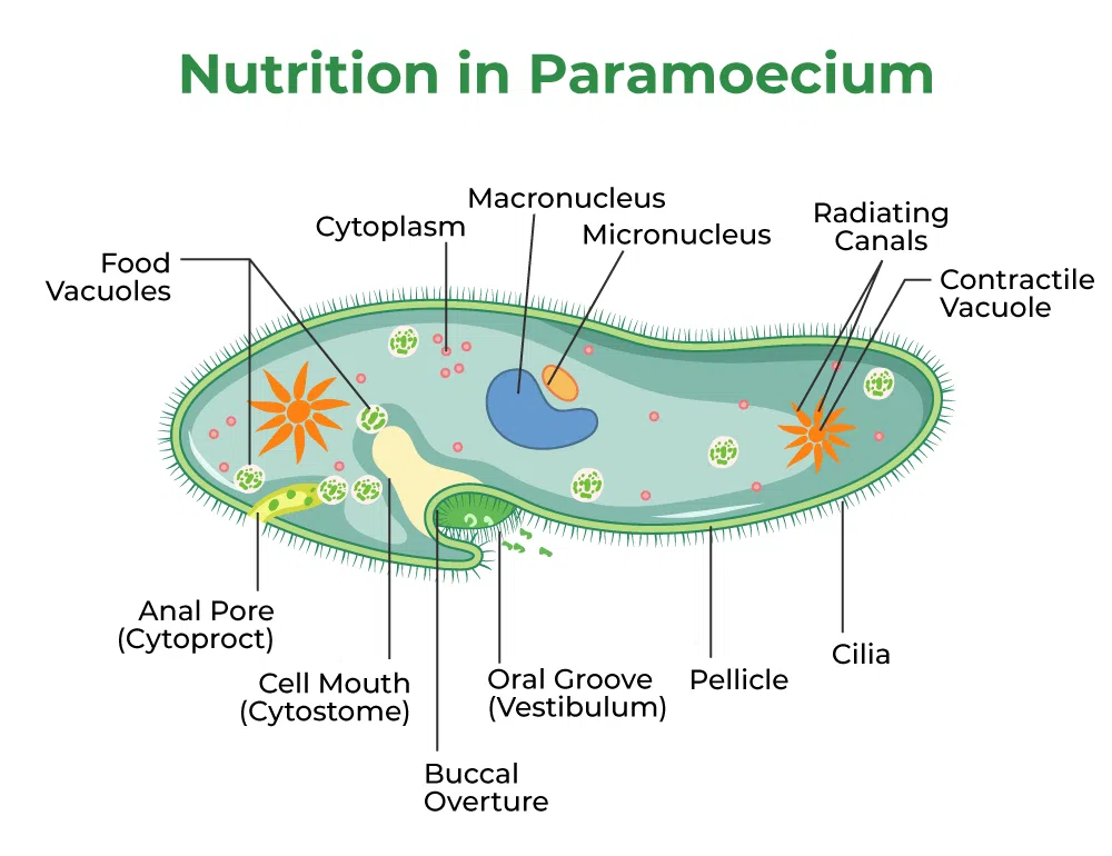 Nutrition in Paramoecium