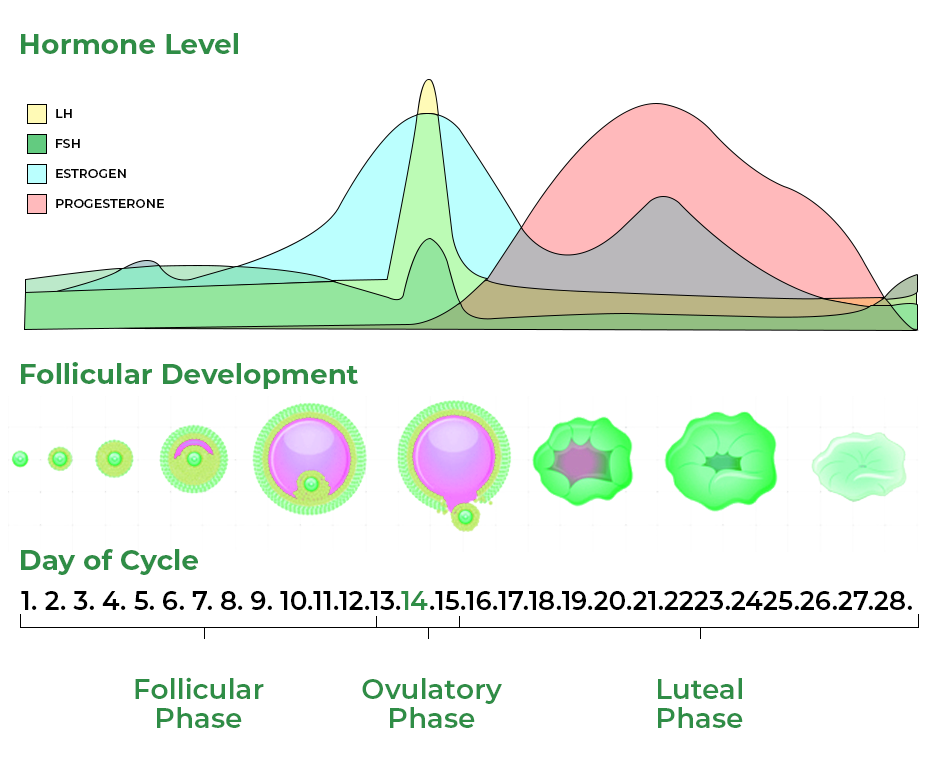 MenstrualCycle