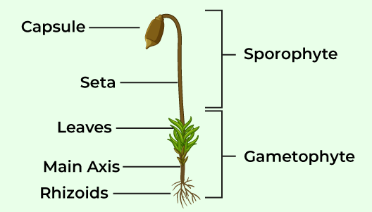 Bryophyta-Moss-Funaria