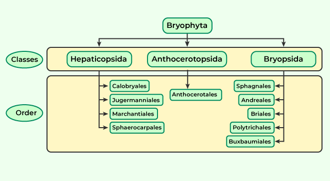 Classification-of-Bryophyta