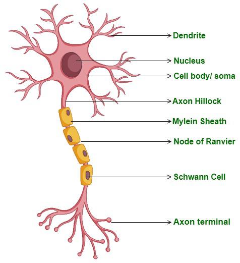 Diagram of Neuron-structure