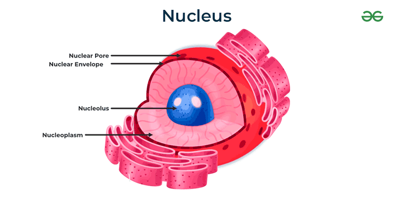 diagram-of-nucleus