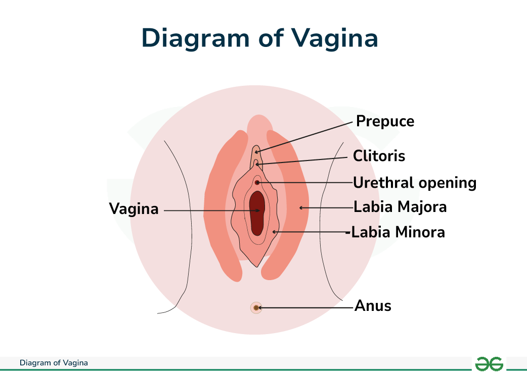 diagram-of-vagina