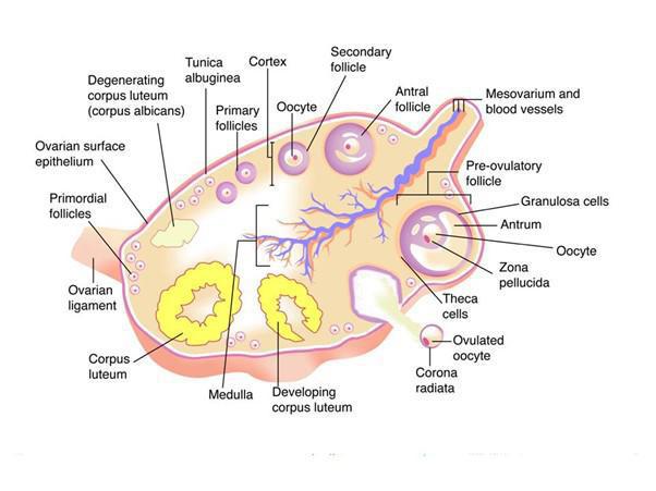 ovary-diagram