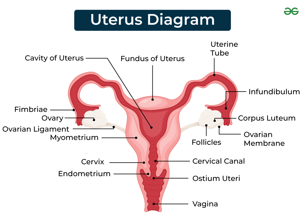 Diagram-of-Uterus