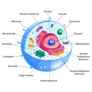 cytoplasm-and-nucleus