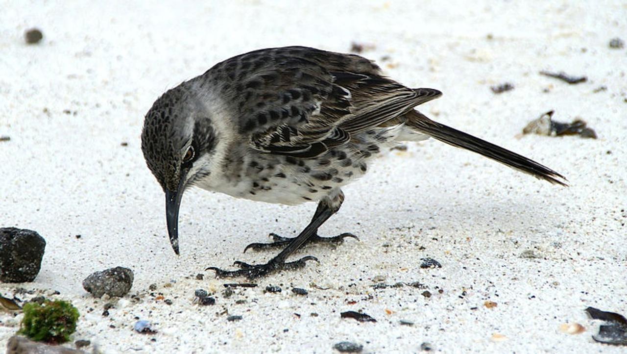 世界で一番カワイイ吸血鳥