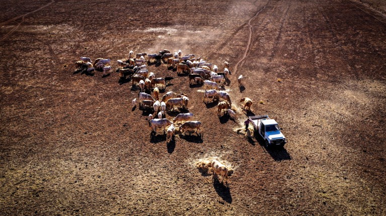 Aerial view of a woman feeding her cows hay on a drought-stricken field