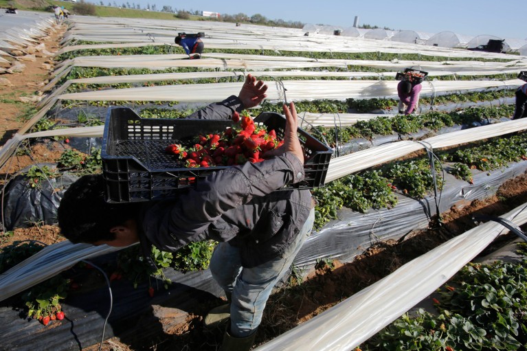 Farmers bend over to pick strawberries and carry them in a crate on their backs in a field