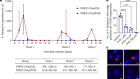 Two chemoattenuated PfSPZ malaria vaccines induce sterile hepatic immunity