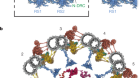 Axonemal structures reveal mechanoregulatory and disease mechanisms