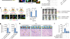 Mitochondrial transfer mediates endothelial cell engraftment through mitophagy